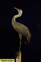 白頭鶴藏品圖，第7張